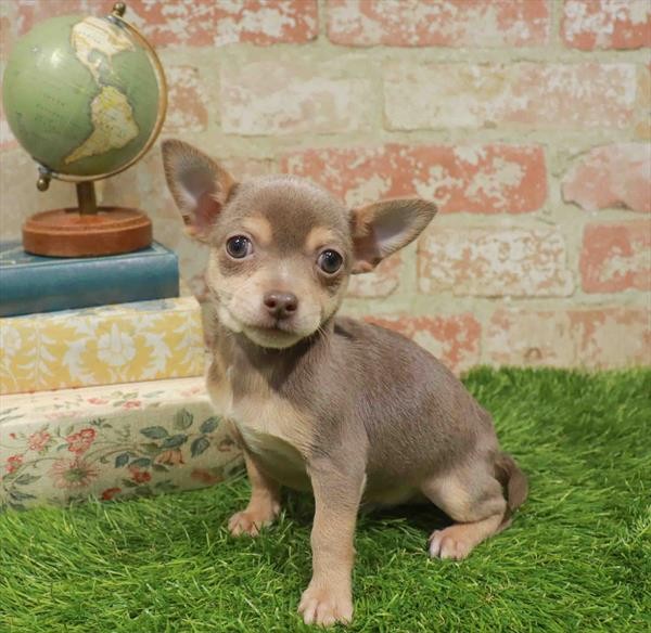 Chihuahua - 7156
