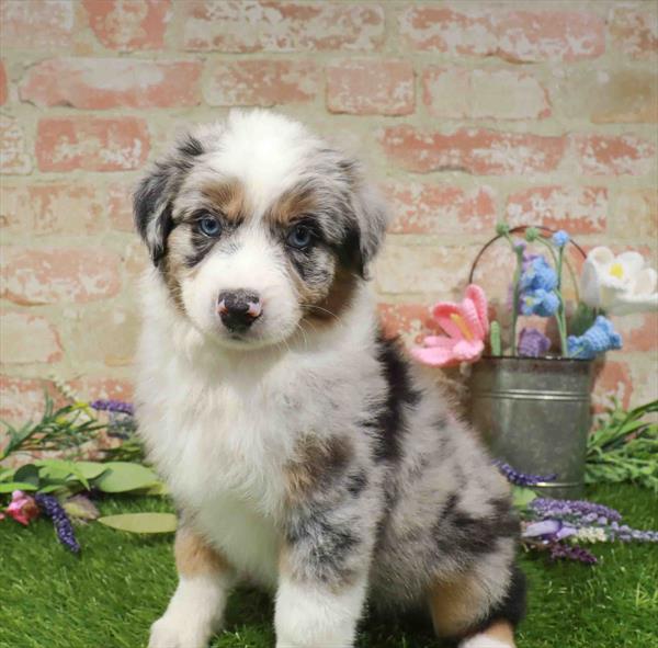 Australian Shepherd - 7174