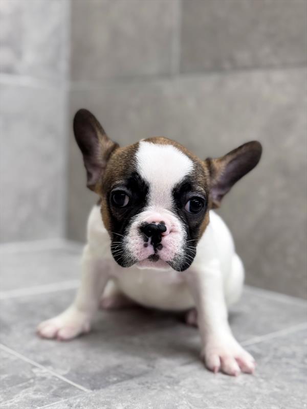 French Bulldog - 7494