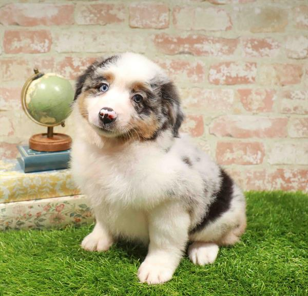 Miniature Australian Shepherd - 7761