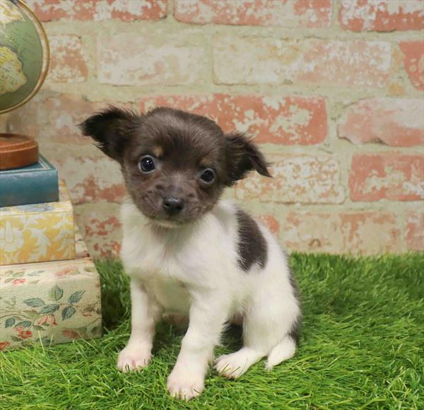 Chihuahua - 7768