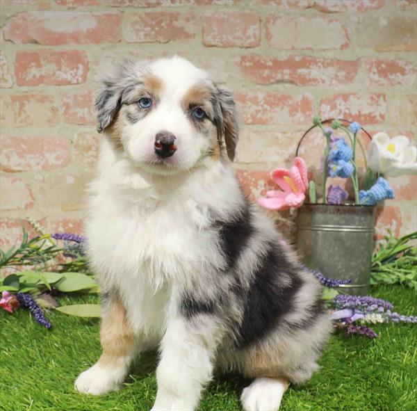 Australian Shepherd - 7846