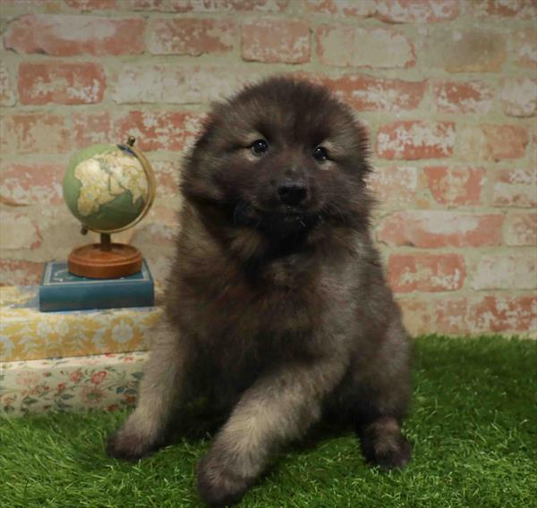 Keeshond - 7917