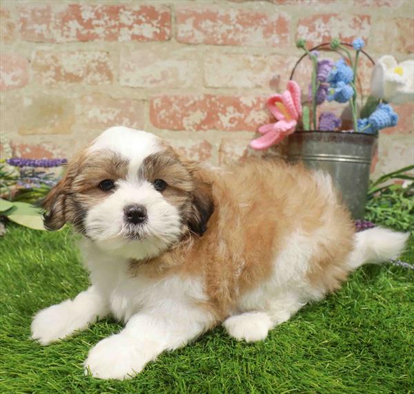 Teddy Bear (Shih Tzu/Bichon Frise) - 7931