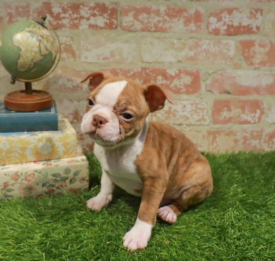 Boston Terrier - 7960