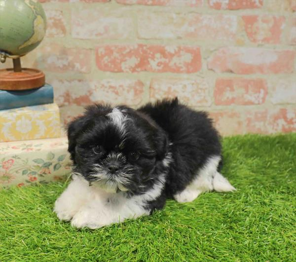 Shih Tzu - 7993