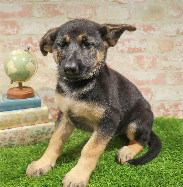 German Shepherd - 8042