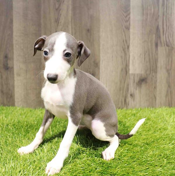 Italian Greyhound - 8100