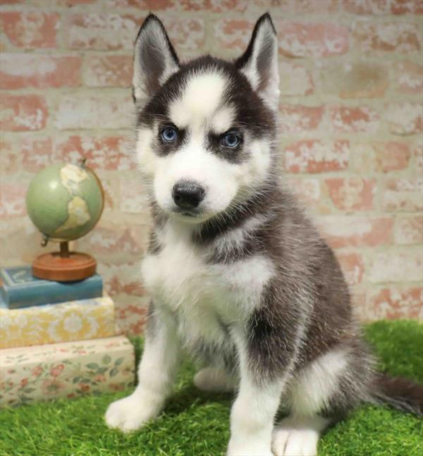 Siberian Husky - 8170
