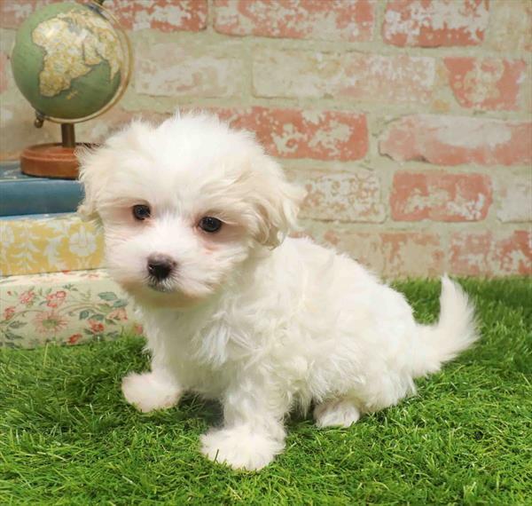 Maltese - 8291