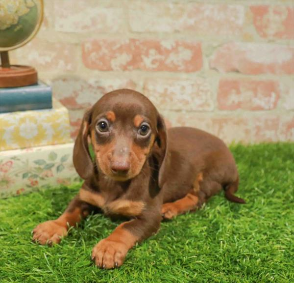 Dachshund - 8554