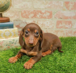 Dachshund - 8554