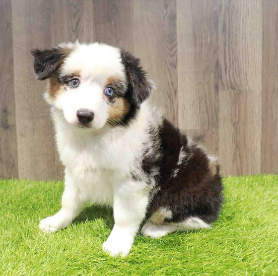 Miniature Australian Shepherd - 8581