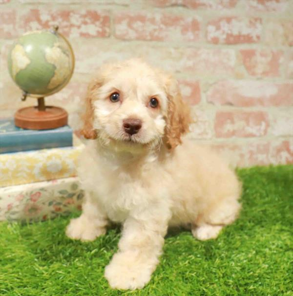 Cockapoo - 8626