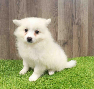 American Eskimo - 8741