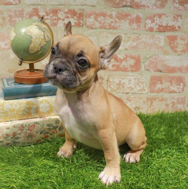 French Bulldog - 8757