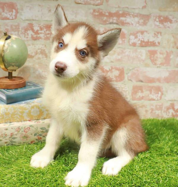 Siberian Husky - 8765