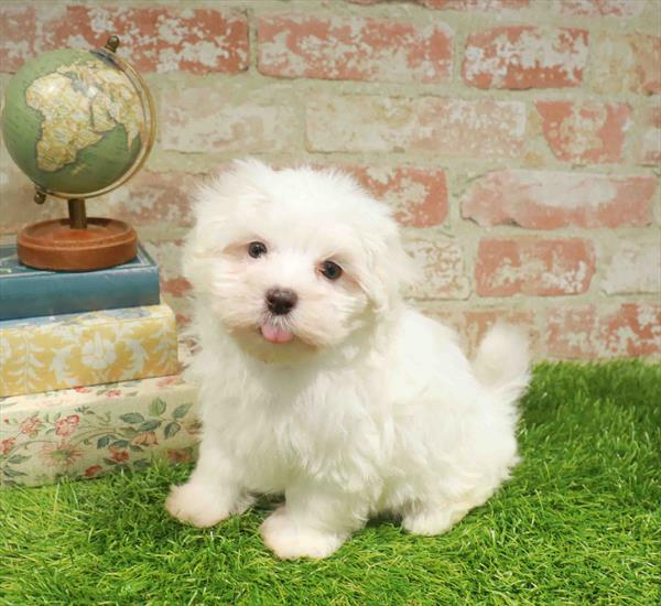 Maltese - 8769