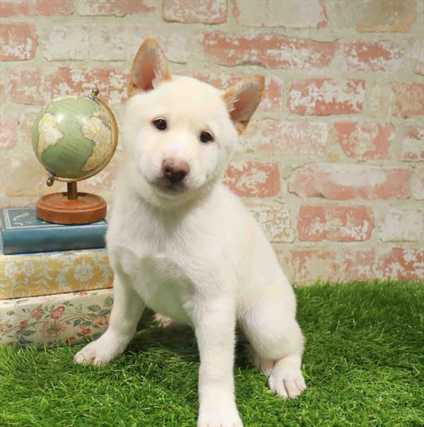 Shiba Inu - 8861
