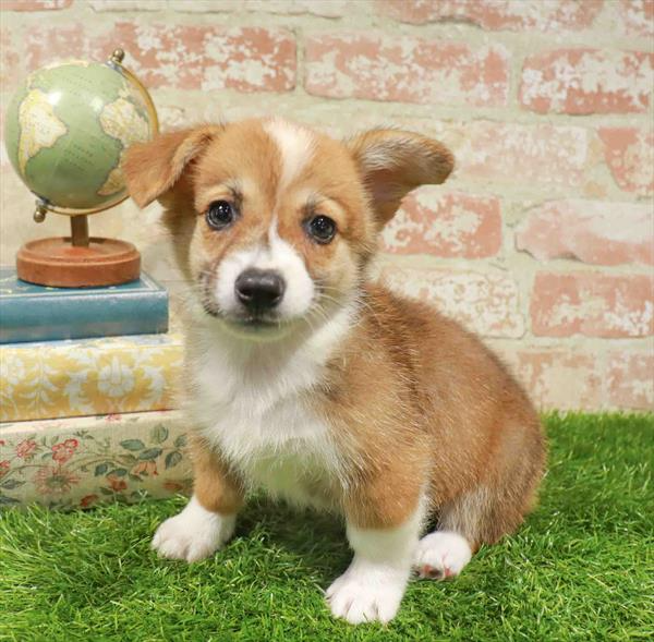 Pembroke Welsh Corgi - 8914