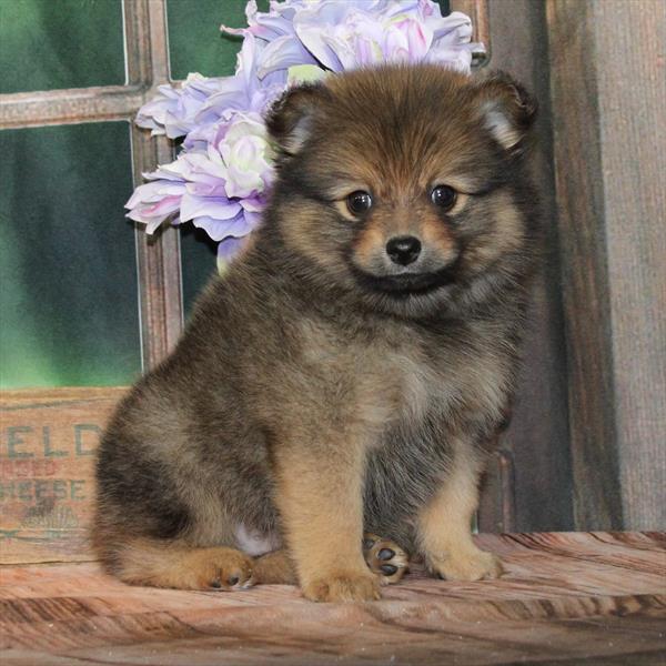 Pomeranian - 9247