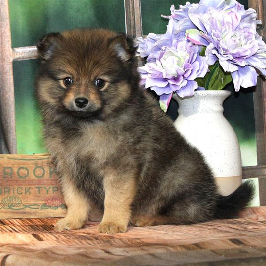 Pomeranian - 9247