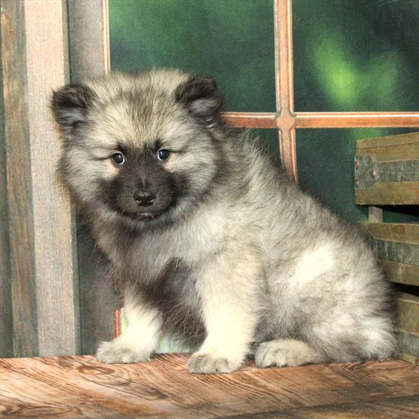 Keeshond - 9330
