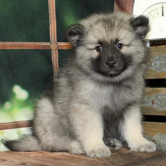 Keeshond - 9330
