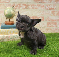 French Bulldog - 9565