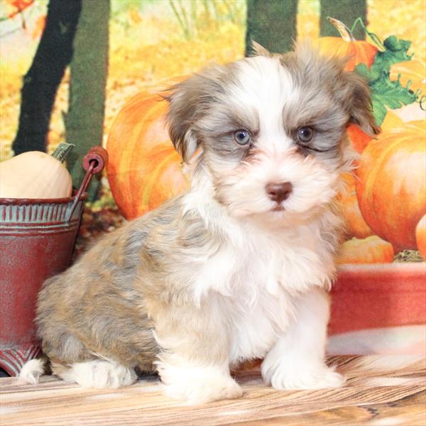 Havanese - 9635