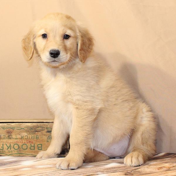 Golden Retriever - 9792