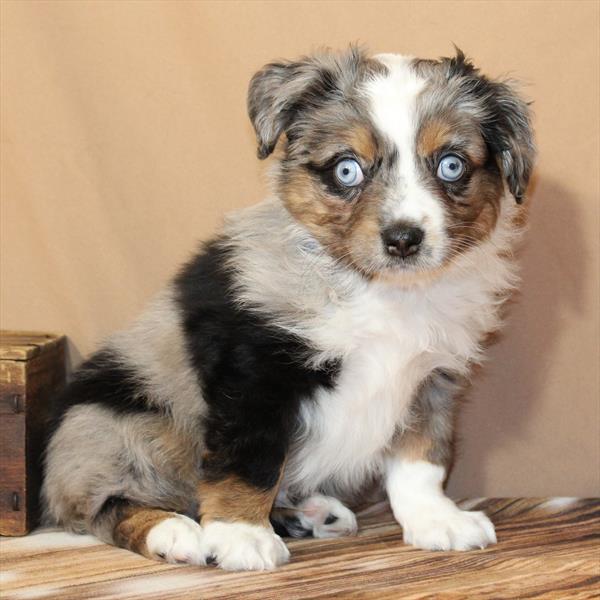 Mini Australian Shepherd/Australian Shepherd - 9885