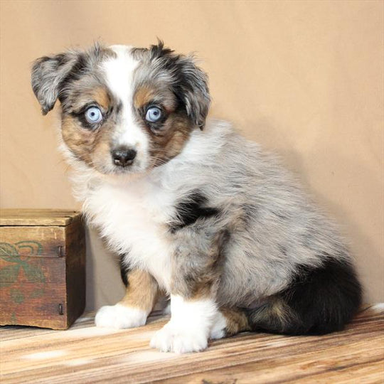 Mini Australian Shepherd/Australian Shepherd - 9885