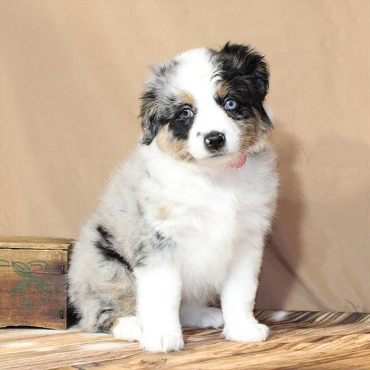 Mini Australian Shepherd/Australian Shepherd - 9886