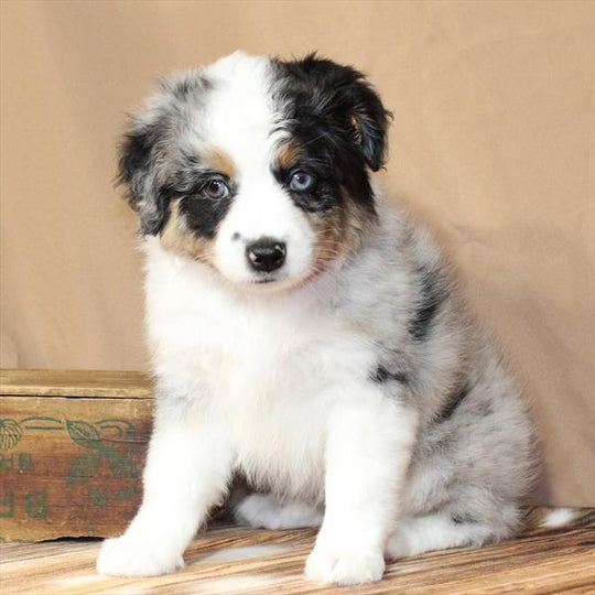 Mini Australian Shepherd/Australian Shepherd - 9886