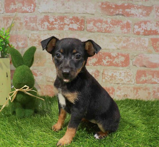 Rat Terrier - 9952