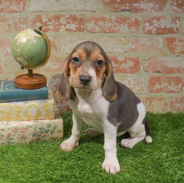 Beagle - 2710 – Pet-Go-Round