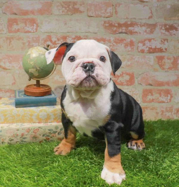 English Bulldog - 9096