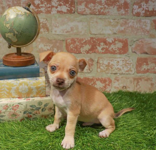 Chihuahua - 7245
