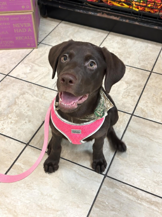 Labrador Retriever - 3141