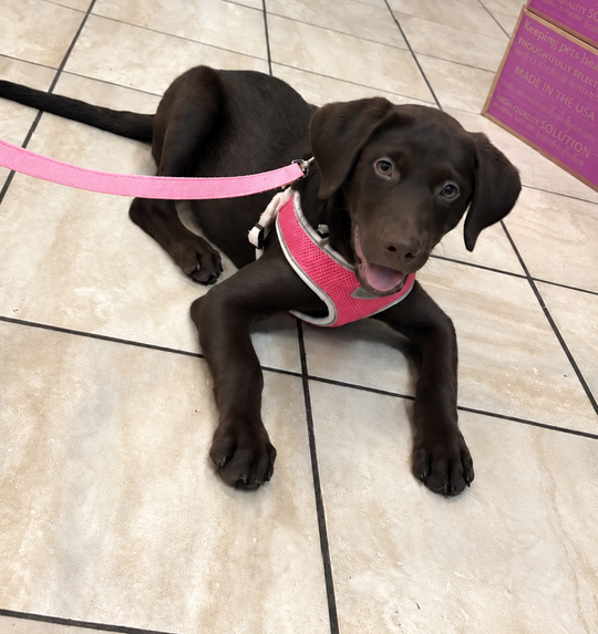 Labrador Retriever - 3141