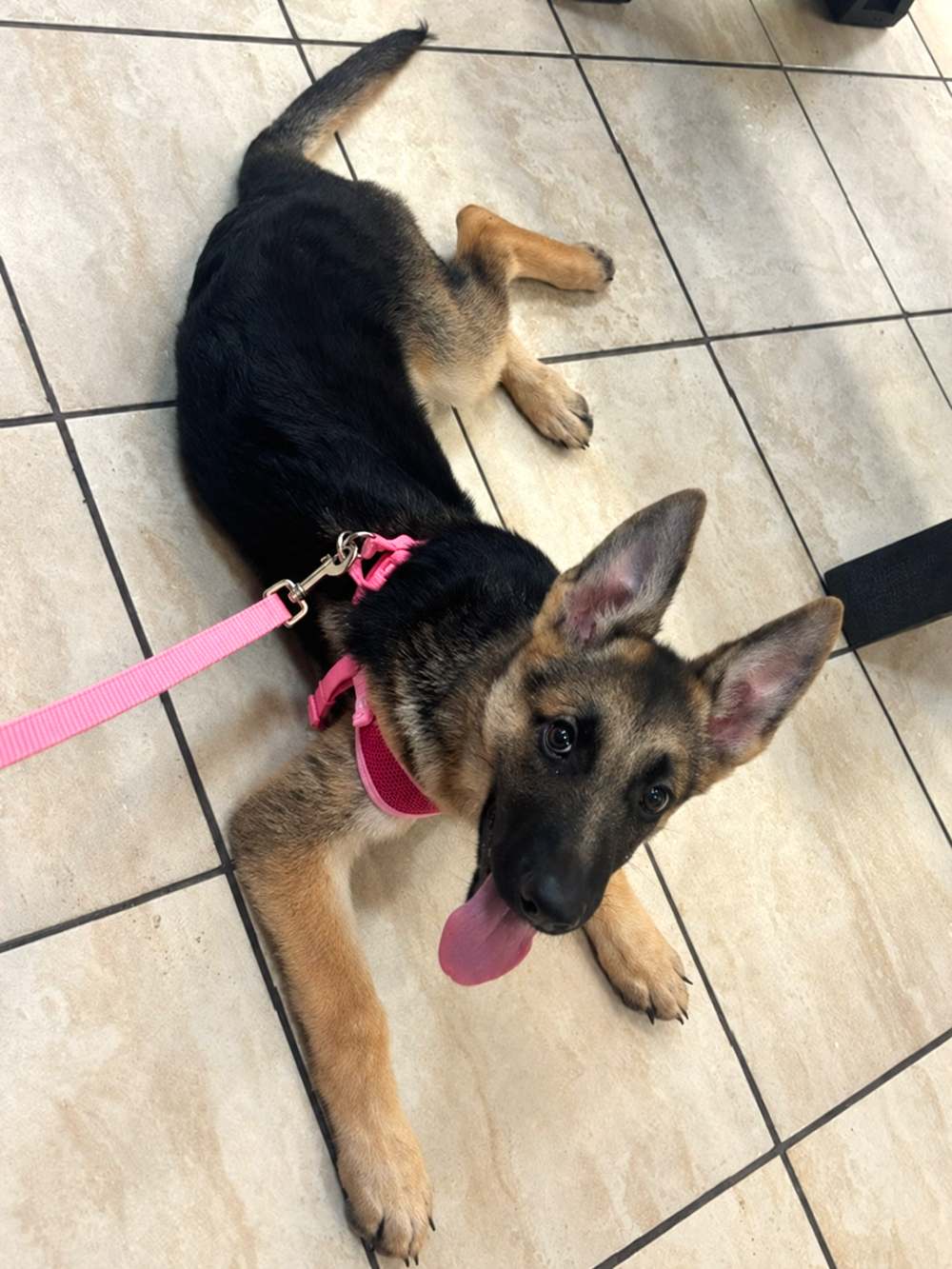 Happy German Shepherd Puppy on Tiles