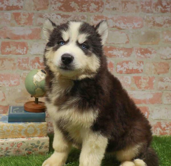 Siberian Husky - 3871