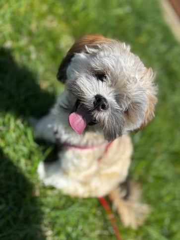 Lhasa Apso - 5689