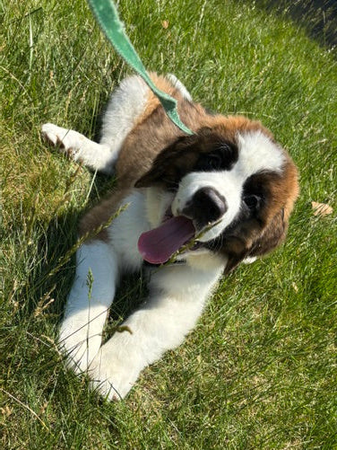 Saint Bernard - 6709