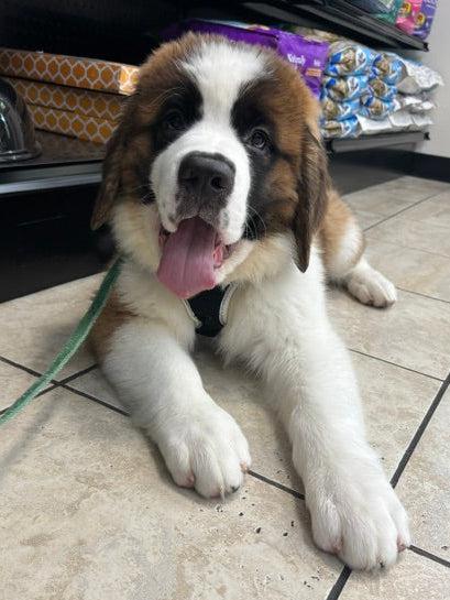 Saint Bernard - 6709