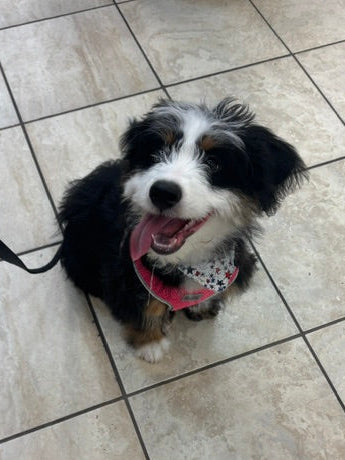 Mini Poodle/Bernedoodle Mini (Bernese Mt Dog/Poodle) - 6672