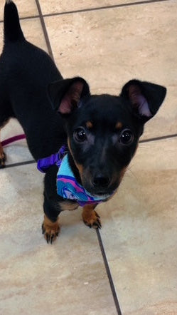 Rat Terrier - 9952