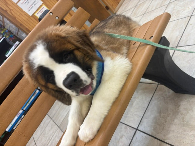 Saint Bernard - 6709