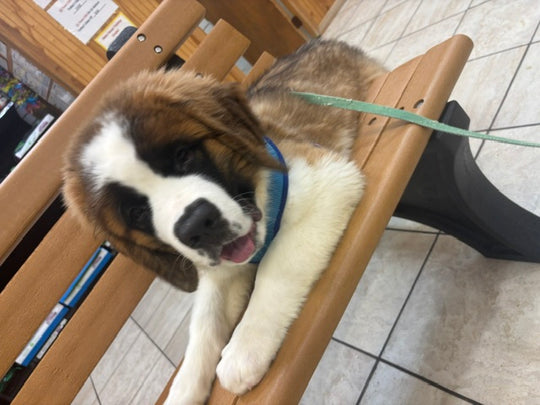 Saint Bernard - 6709